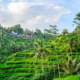 Kota Ubud